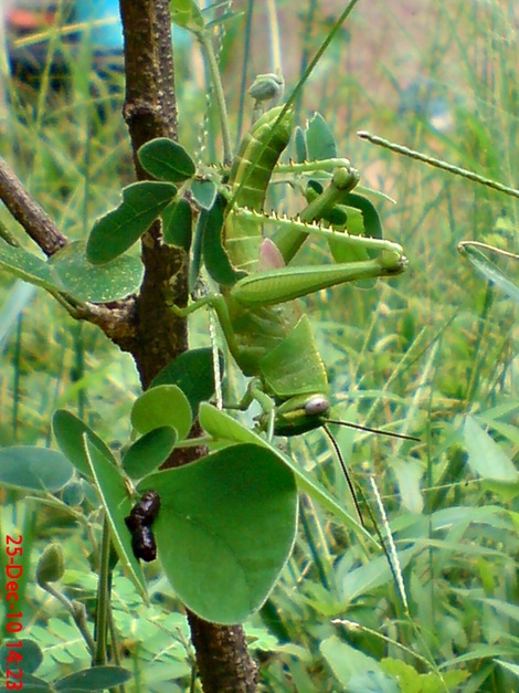 anak belalang Locusta migratoria 2
