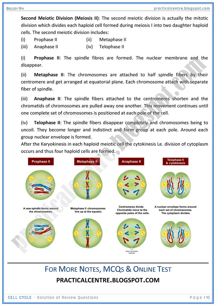 cell-cycle-review-question-answers-biology-9th-notes