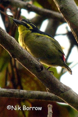 Red rumped Tinkerbird