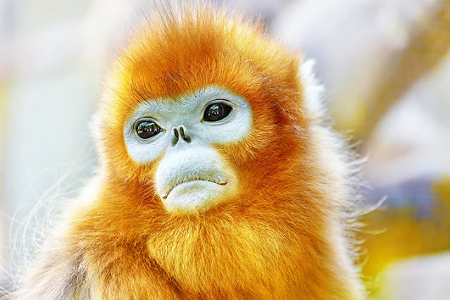 Macaco Dourado de Nariz Arrebitado - Golden Snub-Nosed Monkey