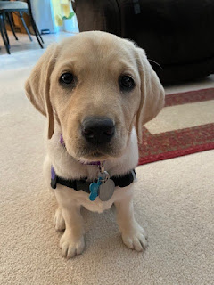 An 8-week-old yellow Lab puppy sits and stares at the camera