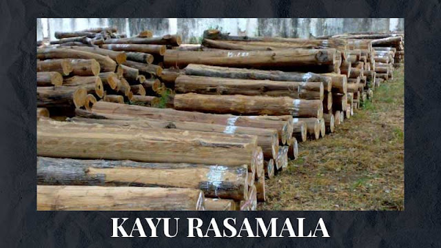 kayu rasamala untuk bahan bangunan dan campuran parfum