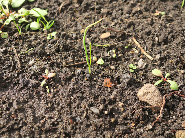 Onion seedling on Halifax allotment.