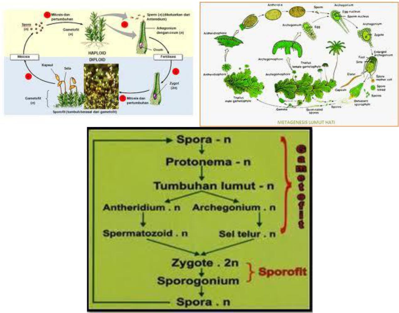 new slide dua " Pengertian Plantae dan Bryophyta bagian lumut hati dan