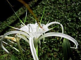 spider lily