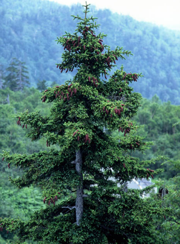 Ель аянская / Ель иезская (Picea ajanensis, =Picea jezoensis)
