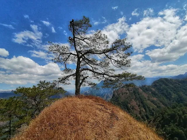 Mount Kabunian Mighty Tree