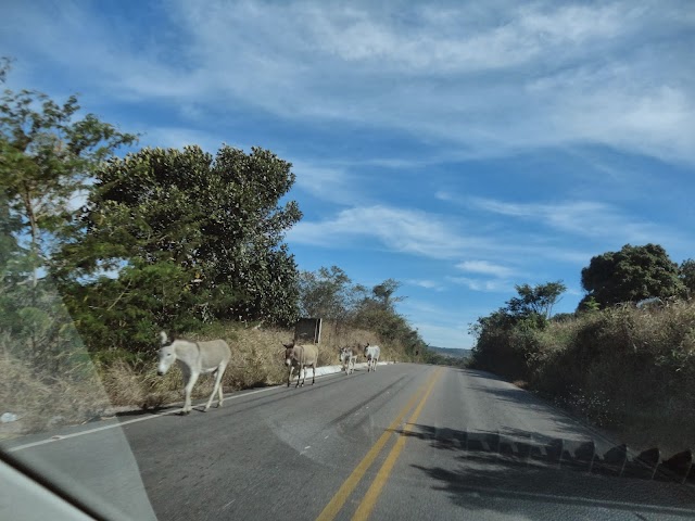 ANIMAIS SOLTOS NA PE-218, UM PERIGO CONSTANTE.