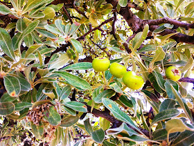 Pear trees and pear trees near the picture of a tree can be called interesting Adilcevaz fruit according to its head is attached