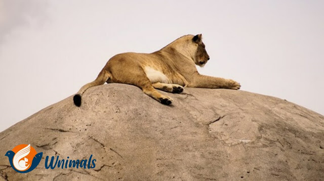 animal kingdom : cold-blooded_ warm-blooded