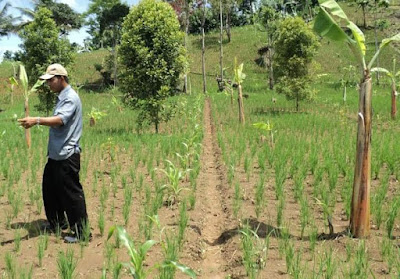 Cara Budidaya Padi di Lahan Kering Haba Tani Usaha 