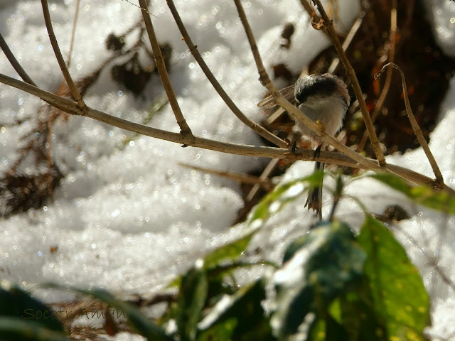 Aegithalos caudatus