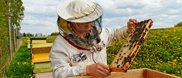 Apicultura y abejas