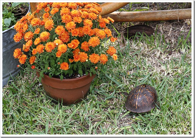 turtle copy