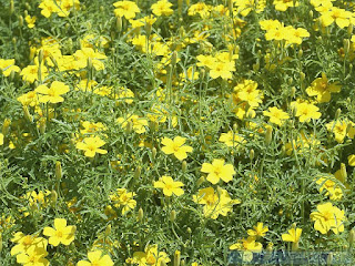 Tagète à feuilles ténues - Tagetes tenuifolia - Tagète tachée