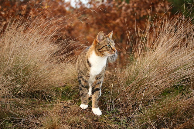 European wildcat cat breeds