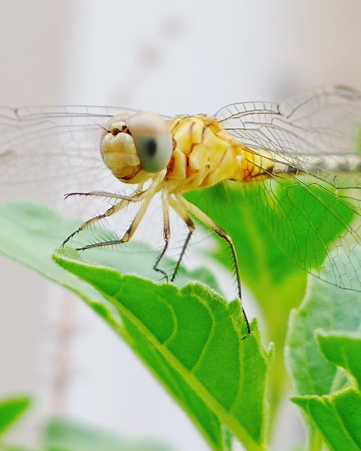 dragonfly images