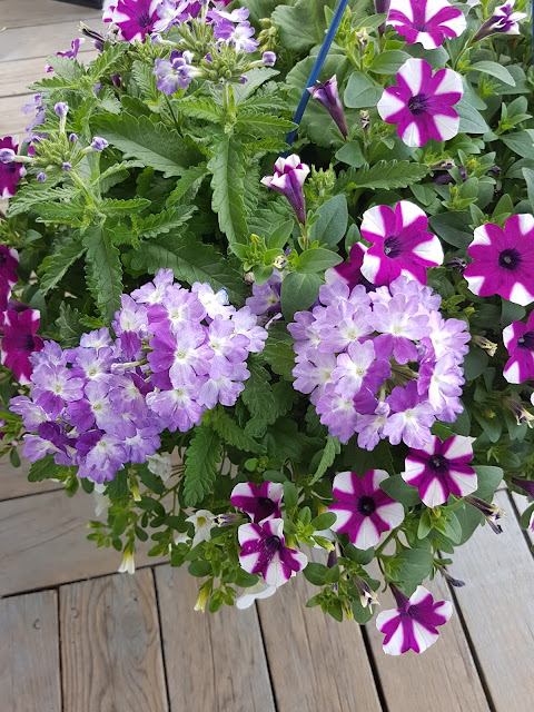 lavender and purple hanging flower basket