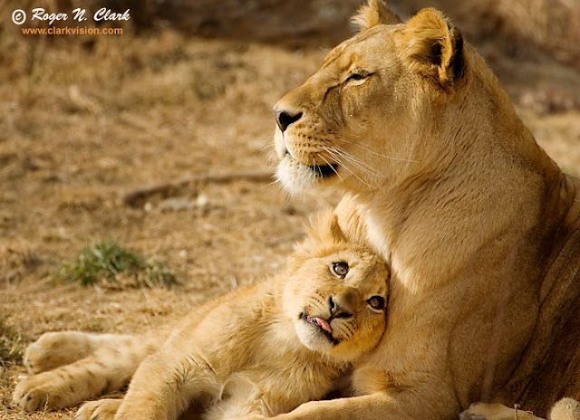 'Mom' Lion with her Cub