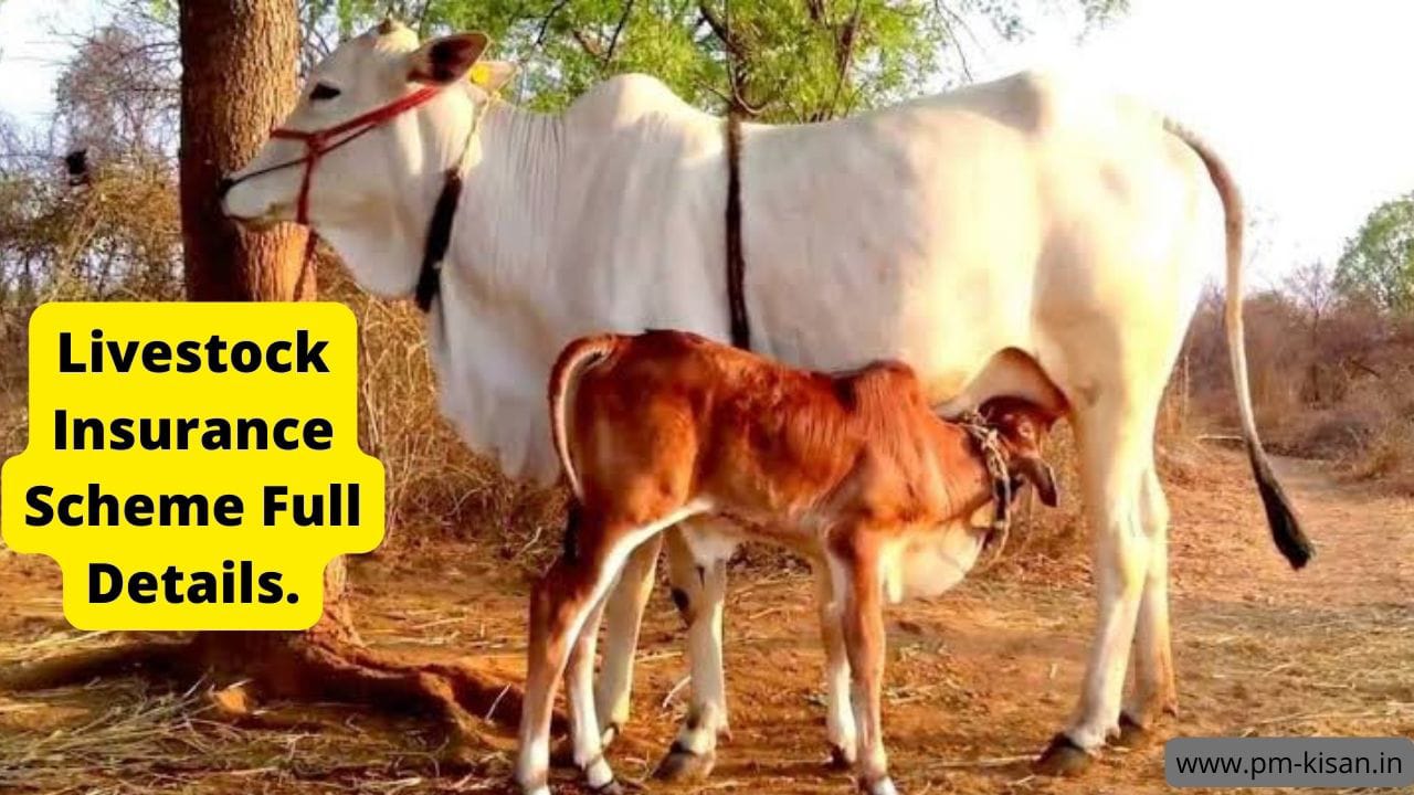 Livestock Insurance Scheme