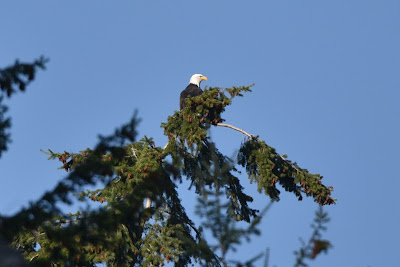 Eagle on Trans Canada Trail British Columbia.