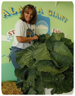 have you ever seen like this giant vegetable?