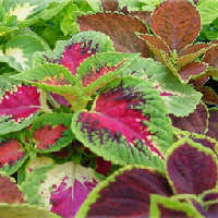 Coleus