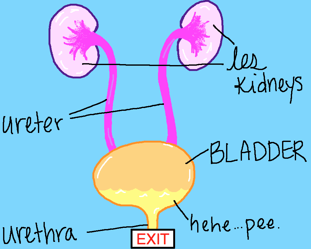 http://kidshealth.org/parent/interactive/kidneys_it.html