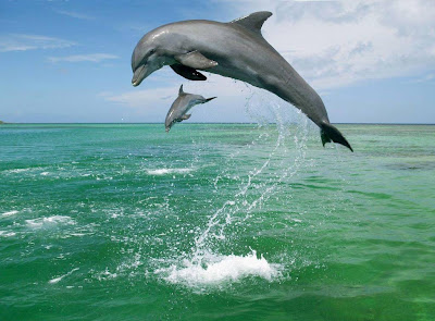 Beautiful Dolphin Normal Resolution HD Wallpaper