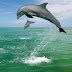 Beautiful Dolphin Wallpapers