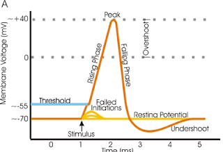 grafico membrana