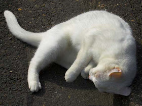 mitos-kucing-putih