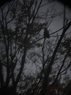 Owl in a tree.