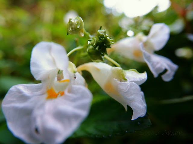 Impatiens textori