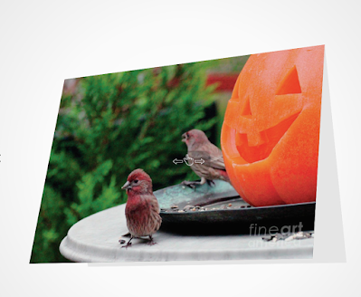 This is a picture of a Halloween card which I designed. It features a Jack-O-Lantern sitting atop a table in my garden. This Jack is "smiling" at a male house finch. The card is available via Fine Art America. https://fineartamerica.com/featured/house-finches-trick-or-treating-patricia-youngquist.html