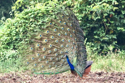 Indian Peafowl