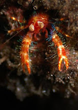 under water wonders