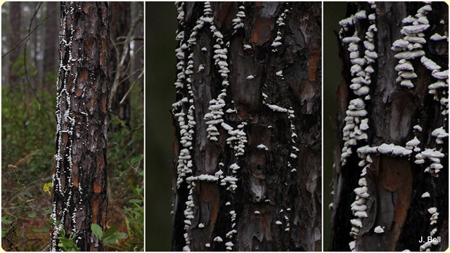 71 Okefenokee NWR 2012-1326
