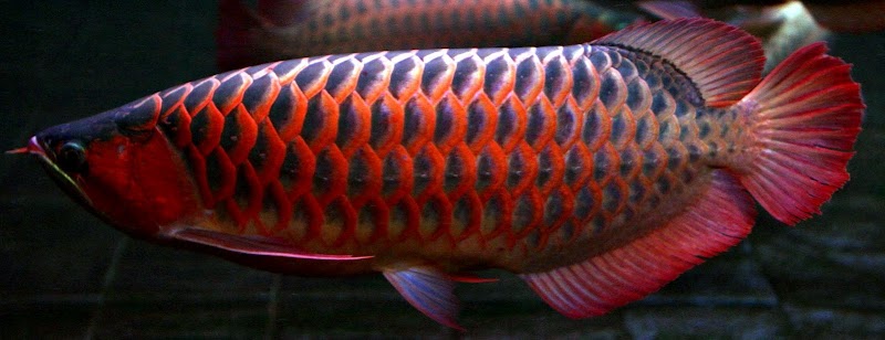 40+ Ikan Arwana Golden Red, Yang Nyaman!