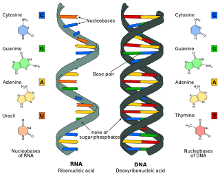 dna rna structure differences, penyusun asam nukleat