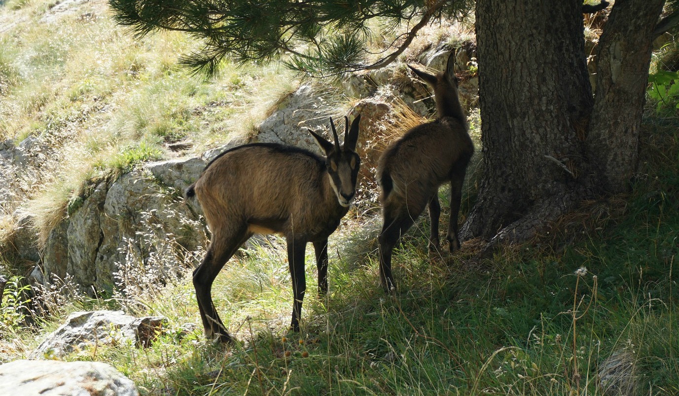 Mother chamois with offspring