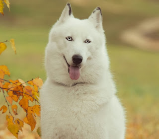 white siberian husky