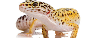 19 Surprising Facts About Geckos