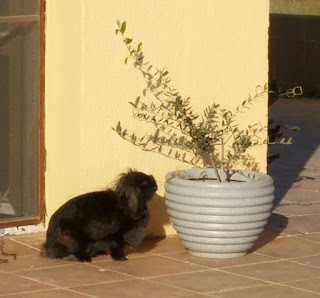 Sassy eating some weeds from the Olive tree