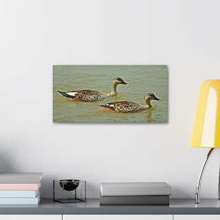 Duck, Swimming, Pair, Canvas,