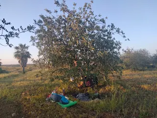 Sleeping stuff at a tree.