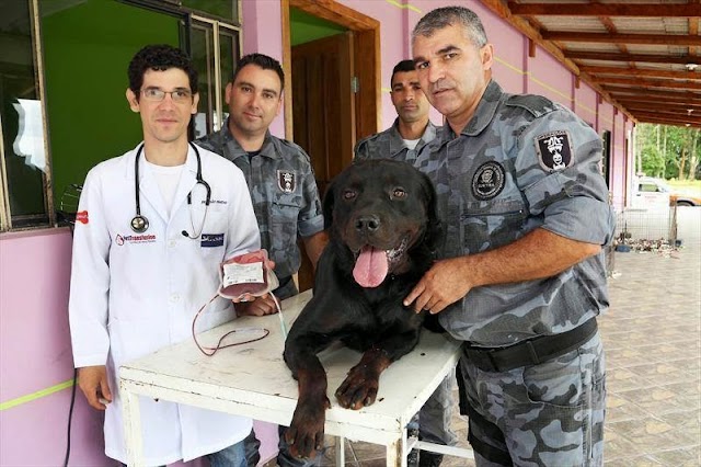 Curitiba cria banco de sangue canino e Guardas municipais são os primeiros a doar.
