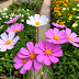 Cosmos Flowers: A Guide to Their Beauty, Meaning, and Cultivation