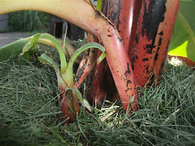 new banana tree, sprouting, cold weather