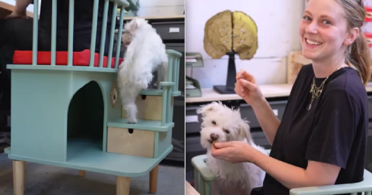 Inventor Creates Special Chair That Allows Needy Pets To Sit By You While You Work Inventor Creates Special Chair That Allows Needy Pets To Sit By You While You Work